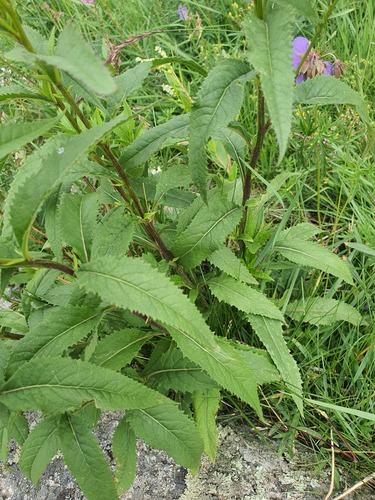 Senecio nemorensis, photograph 6
