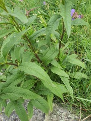 Senecio nemorensis, photograph (c) Urgamal Magsar, some rights reserved (CC BY)