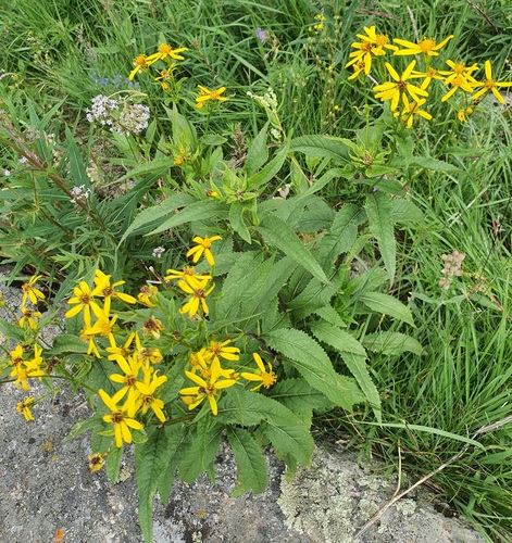 Senecio nemorensis, photograph 5