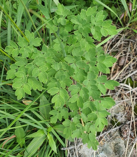Thalictrum foetidum, photograph 1