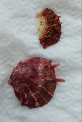 Spondylus gaederopus