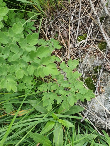 Thalictrum foetidum, photograph 2