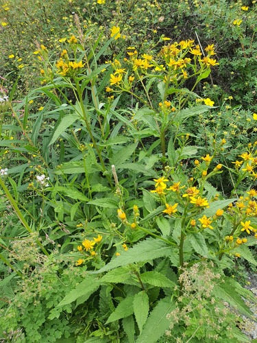 Senecio nemorensis, photograph 4