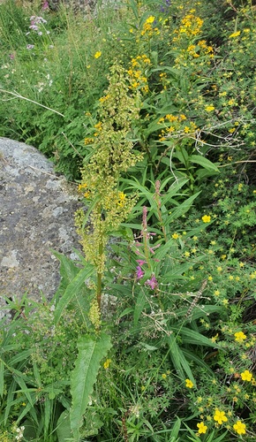 Rumex longifolius