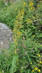 Rumex longifolius