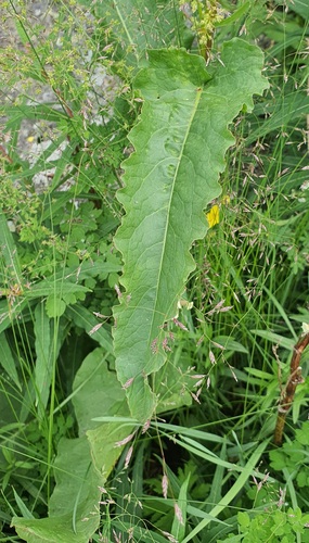 Rumex longifolius, photograph 2