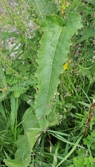 Rumex longifolius, photograph (c) Urgamal Magsar, some rights reserved (CC BY)