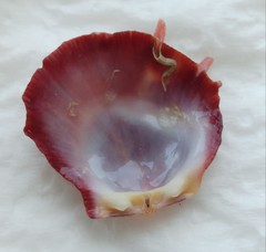 Spondylus gaederopus