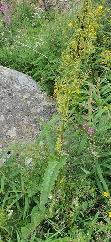 Rumex longifolius, photograph 3