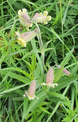 Silene repens, photograph 2