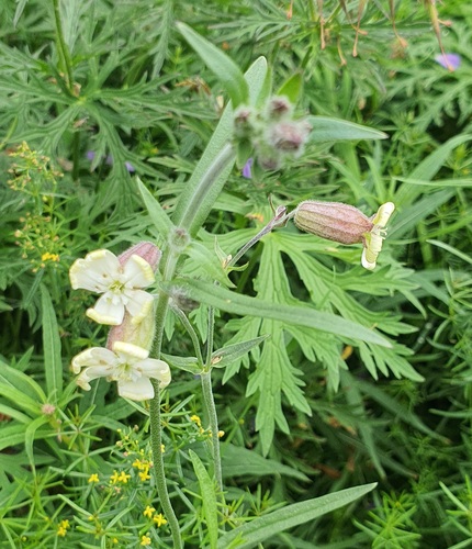 Silene repens, photograph 3