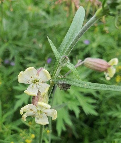 Silene repens, photograph 1