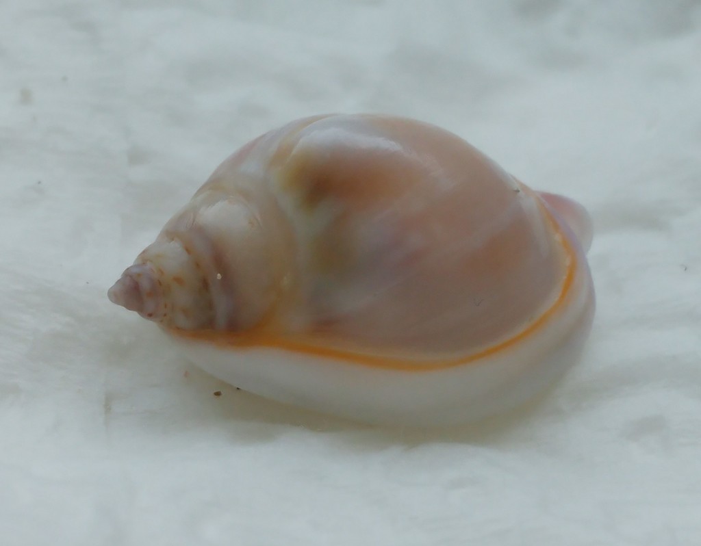 Tritia gibbosula