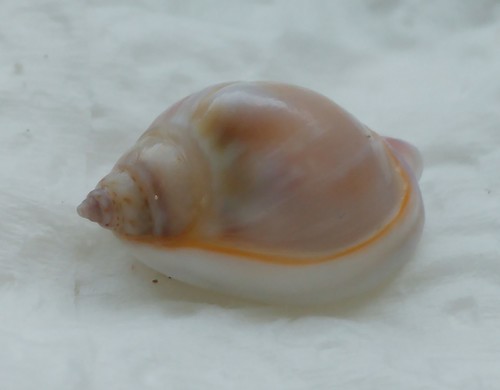 Representative image of Tritia gibbosula