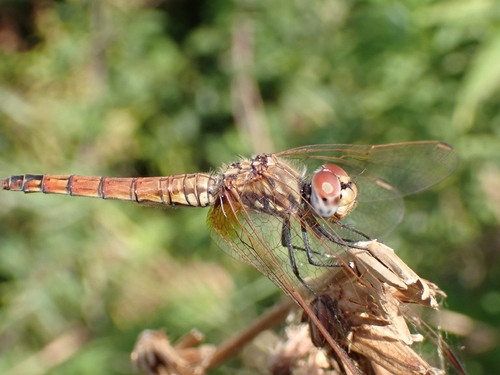 Violet Dropwing