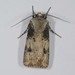 Agrotis puta - Photo (c) ALLEMAND Guillaume,  זכויות יוצרים חלקיות (CC BY-NC), הועלה על ידי ALLEMAND Guillaume
