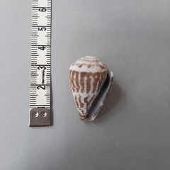 Conus chaldaeus