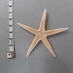 Archaster