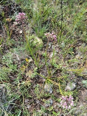 Wild onion (Allium spurium)