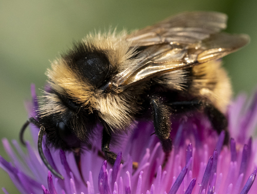 Field Cuckoo Bumble bee