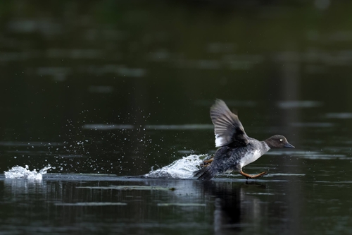Common Goldeneye