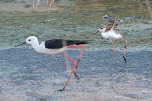 Black-winged Stilt