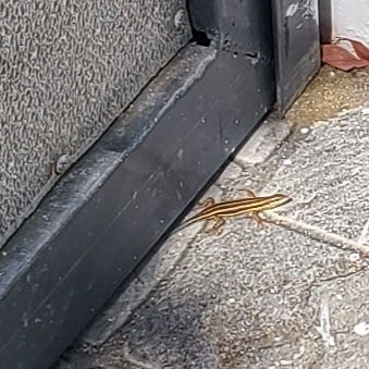 African Five-lined Skink