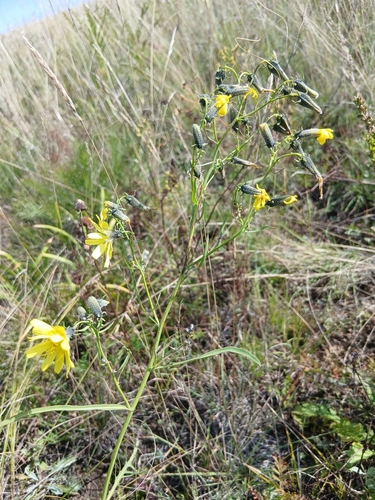 Crepidiastrum tenuifolium, photograph 4