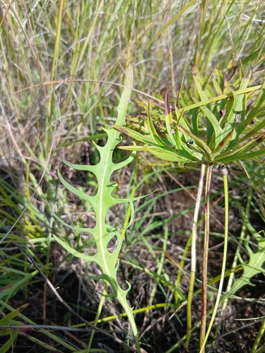 Crepidiastrum tenuifolium, photograph 5