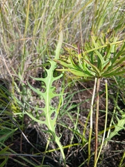 Crepidiastrum tenuifolium, photograph (c) Святослав Власенко, some rights reserved (CC BY)