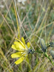 Crepidiastrum tenuifolium, photograph (c) Святослав Власенко, some rights reserved (CC BY)