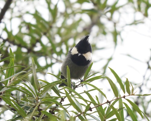 Rufous-vented Tit