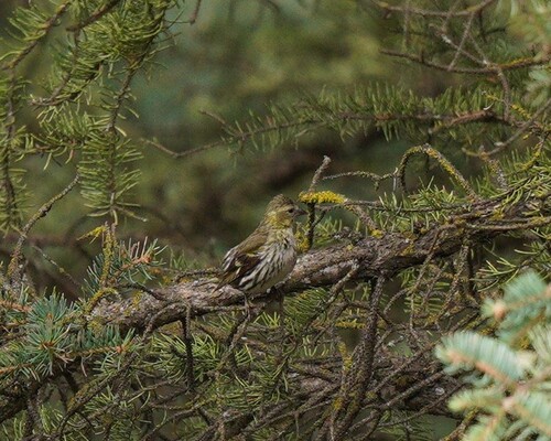 Eurasian Siskin