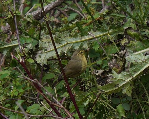 Alpine Leaf-Warbler