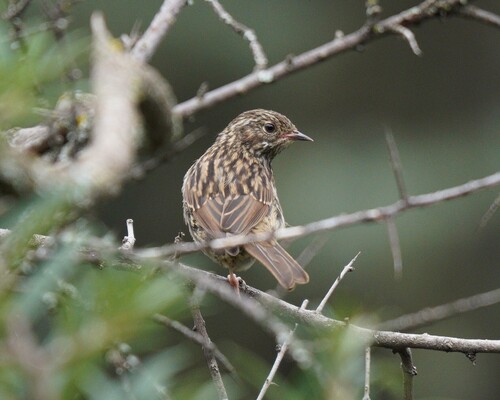 Rufous-breasted Accentor