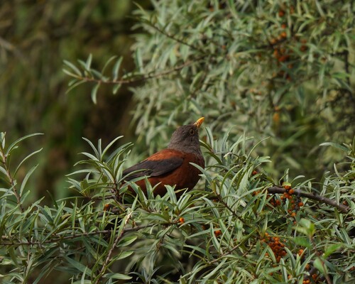 Chestnut Thrush