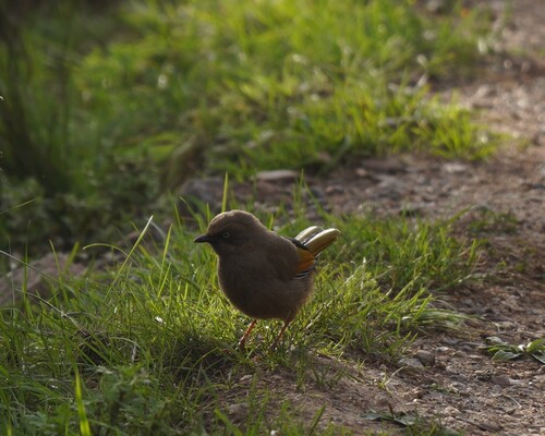Elliot's Laughingthrush