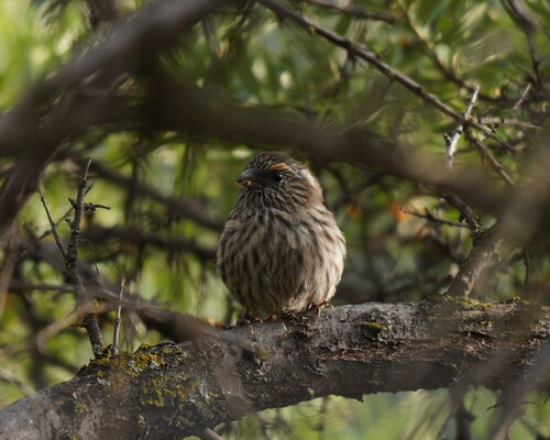 Chinese White-browed Rosefinch
