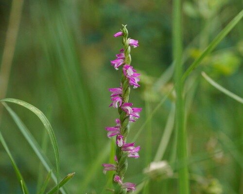 austral ladies'-tresses