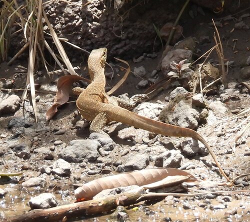 Nile Monitor
