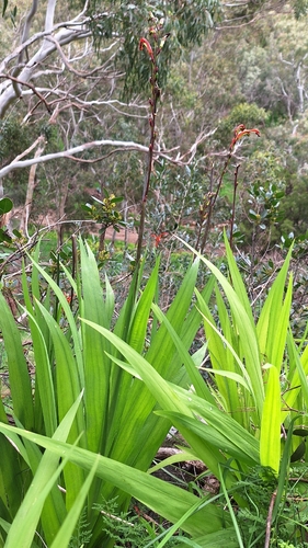 Chasmanthe bicolor