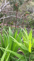 Chasmanthe bicolor, photograph author not stated, no rights reserved