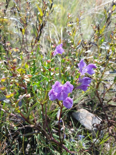 Scutellaria baicalensis, photograph 5