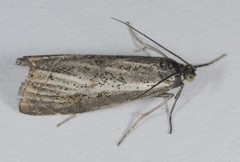 Thisanotia chrysonuchella