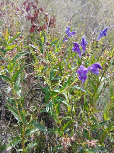 Scutellaria baicalensis, photograph 3