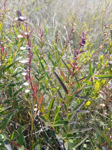 Scutellaria baicalensis, photograph 4