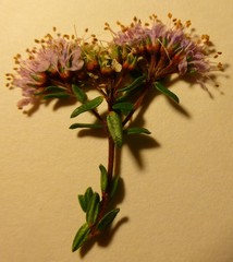 Agathosma serpyllacea