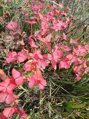 Euphorbia fischeriana