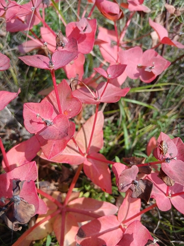 Euphorbia fischeriana, photograph 2