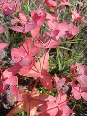 Euphorbia fischeriana, photograph (c) Святослав Власенко, some rights reserved (CC BY)